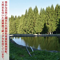 【ふるさと納税】佃煮 珍味 めだか 阿賀 幻の奥阿賀の珍味 鹿瀬のメダカ 45g × 2個 新潟 セット 送料無料 画像2