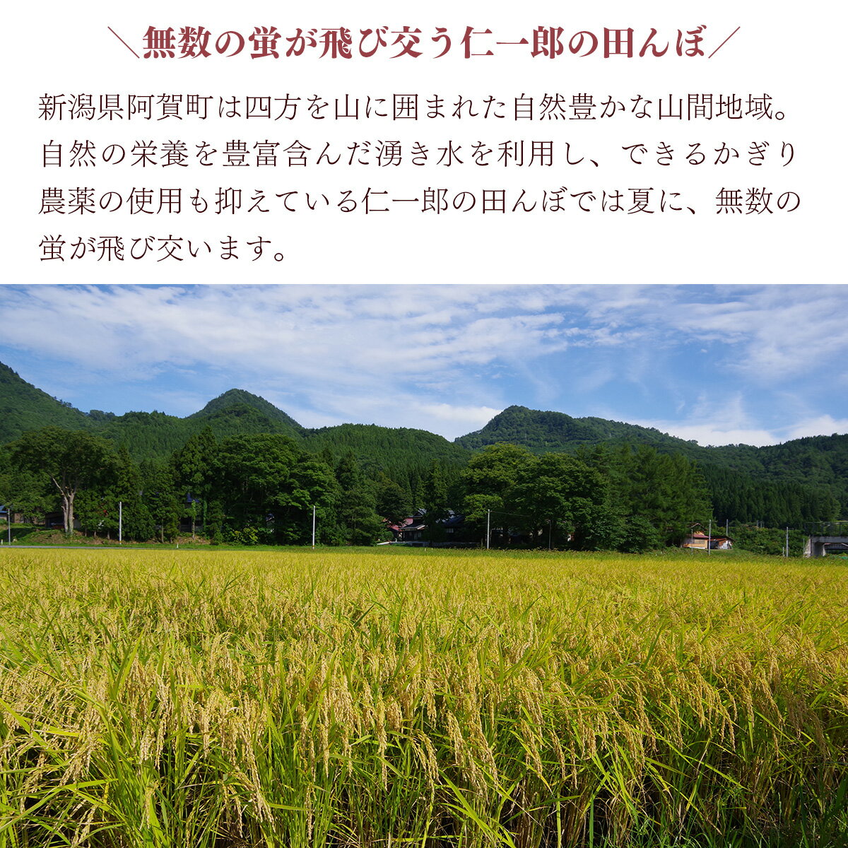 【ふるさと納税】米 5kg 新潟県産 コシヒカリ 令和5年産 奥阿賀 仁一郎 | こしひかり 白米 精米 送料無料 お取り寄せ お米