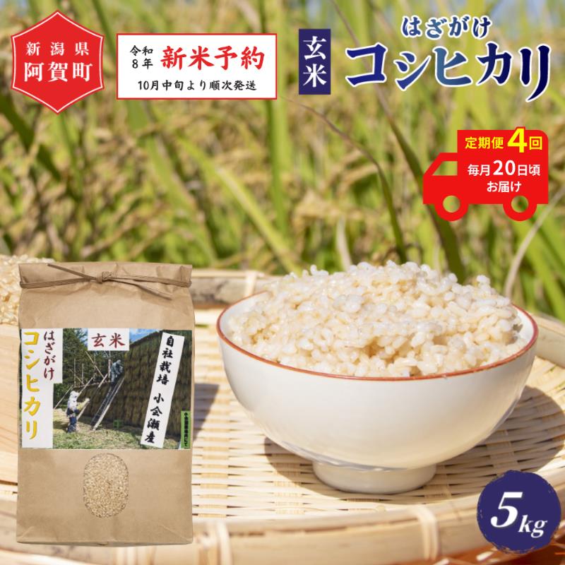 【ふるさと納税】 ＜定期便4回＞ 玄米 5kg 新潟県産 コシヒカリ はざ掛け 天日干し 令和8年産 越後奥阿賀産 5kg × 1袋 | 小会瀬 はざがけ こしひかり 一等米 送料無料 お取り寄せ お米 ※2026年10月中旬頃より順次発送