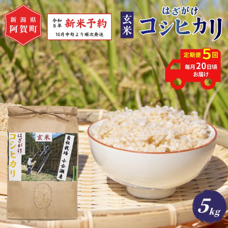 【ふるさと納税】 ＜定期便5回＞ 玄米 5kg 新潟県産 コシヒカリ はざ掛け 天日干し 令和8年産 越後奥阿賀産 5kg × 1袋 | 小会瀬 はざがけ こしひかり 一等米 送料無料 お取り寄せ お米 ※2026年10月中旬頃より順次発送