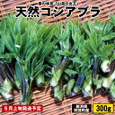 山菜 コシアブラ こしあぶら 天然 300g 山菜の女王 新潟 阿賀 期間限定 数量限定 春の旬 食材 送料無料