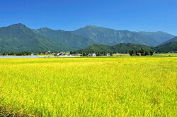 【ふるさと納税】 令和4年産 新米 【精米5kg/12回定期便】湯沢産コシヒカリ＜精米＞（白米） 精米したてのお米をお届け 画像2