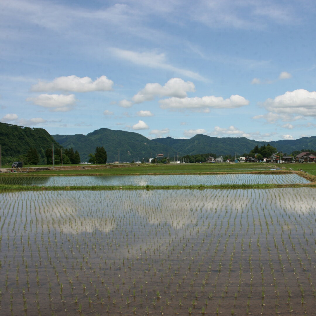 【ふるさと納税】【令和7年産】米 5kg 魚沼津南産 新潟の新しい風 新之助 | しんのすけ お米 おこめ こめ コメ ご飯 ごはん 白米 精米 ブランド米 おすすめ 人気 ギフト プレゼント 新潟県 津南町
