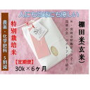 【ふるさと納税】【2025年産新米】【6ヶ月定期便】【農薬化学肥料5割減】魚沼コシヒカリ 苗場プリンセス 特別栽培米 玄米 30kg(30kg×1袋)計180kg