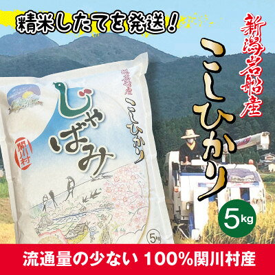 【毎月定期便】関川村産コシヒカリ精米5kg 丁寧に育てた贅沢米 [山口ファーム]全3回【4091711】