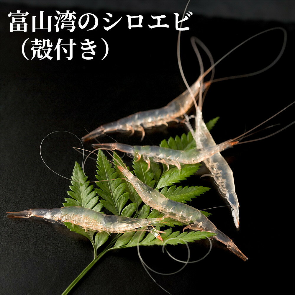富山湾のシロエビ(殻付き)300g | 冷凍 エビ えび 海老 白エビ お刺身 冷凍食品 ふるさと納税 富山 漁業協同組合 水産 魚介類 食品 新鮮 海鮮 シーフード 人気 おすすめ 送料無料