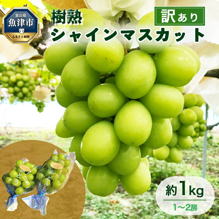 【ふるさと納税】【早期予約】訳あり シャインマスカット 約1kg 樹熟 1～2房｜富山県産 マスカット ぶどう ブドウ 葡萄　※北海道・沖縄・離島への配送不可　※2024年9月中旬～12月下旬頃に順次発送予定のサムネイル