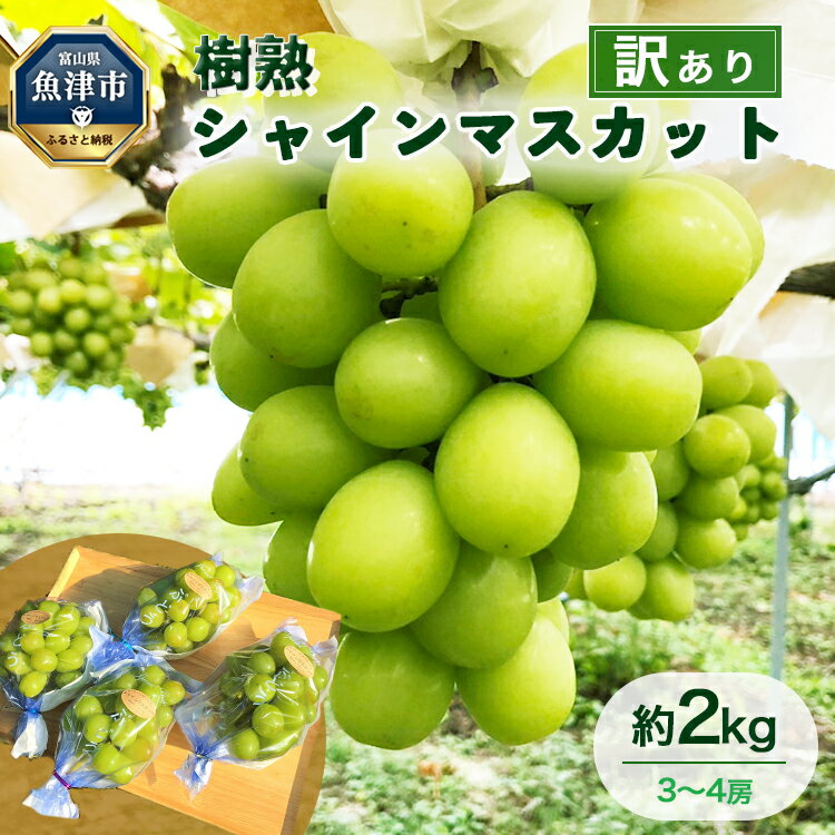 【ふるさと納税】【早期予約】訳あり シャインマスカット 約2kg 樹熟 3～4房｜富山県産 マスカット ぶどう ブドウ 葡萄　※北海道・沖縄・離島への配送不可　※2024年9月中旬～12月下旬頃に順次発送予定のサムネイル