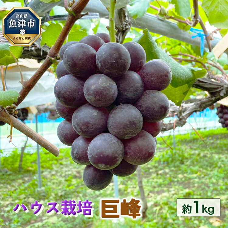 【ふるさと納税】【早期予約】桃山ぶどう園の巨峰　約1kg（ハ