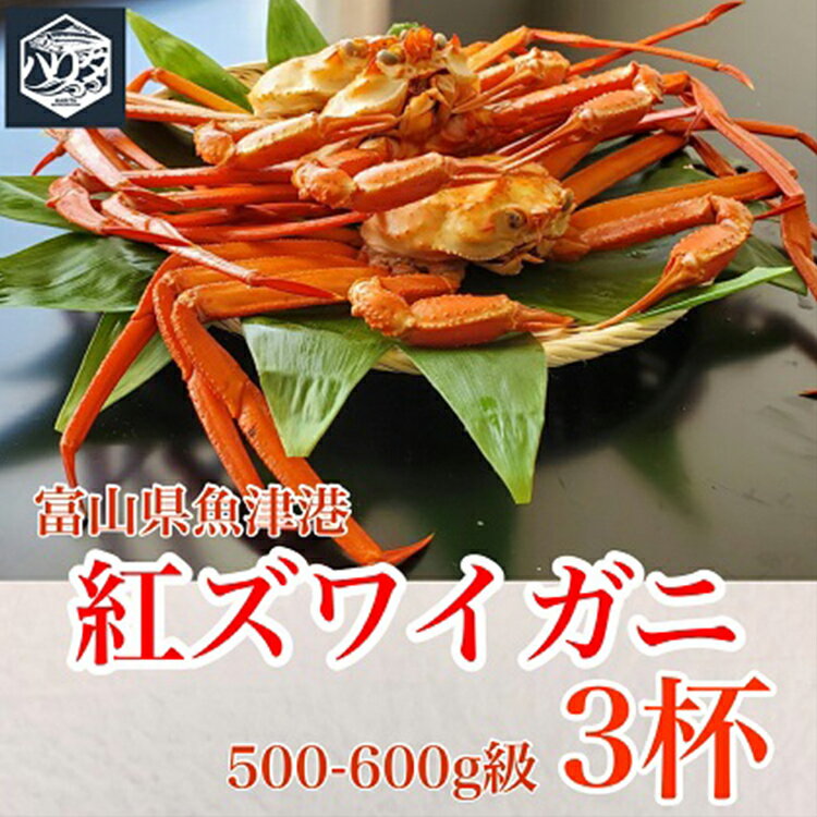 【ふるさと納税】カニ 魚卸問屋のベニズワイガニ 500～600g 3杯 セット 蟹 かに 紅ズワイガニ はりたや【 3人前 】　※2023年10月上旬～2024年5月下旬頃に順次発送予定