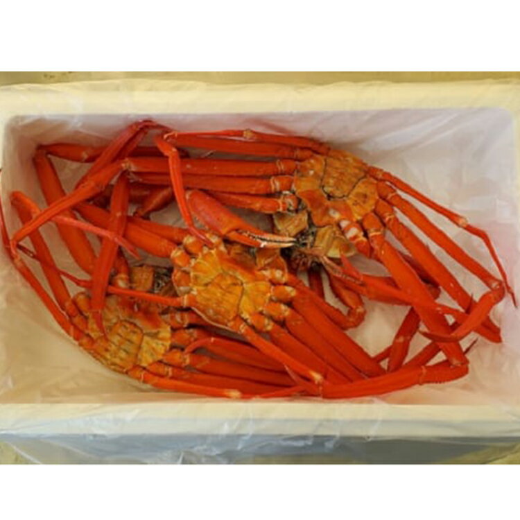 【ふるさと納税】訳あり カニ 魚卸問屋のベニズワイガニ 約2kg 蟹 かに 紅ズワイガニ はりたや【 わけあり 】　※2023年10月上旬～2024年5月下旬頃に順次発送予定