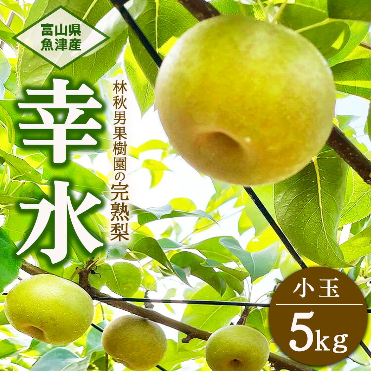 【ふるさと納税】【早期予約】【小玉】林秋男果樹園の完熟梨「幸水」5kg｜フルーツ なし 富山県魚津市　※北海道・沖縄・離島への配送不可　※2024年8月中旬頃より順次発送予定のサムネイル