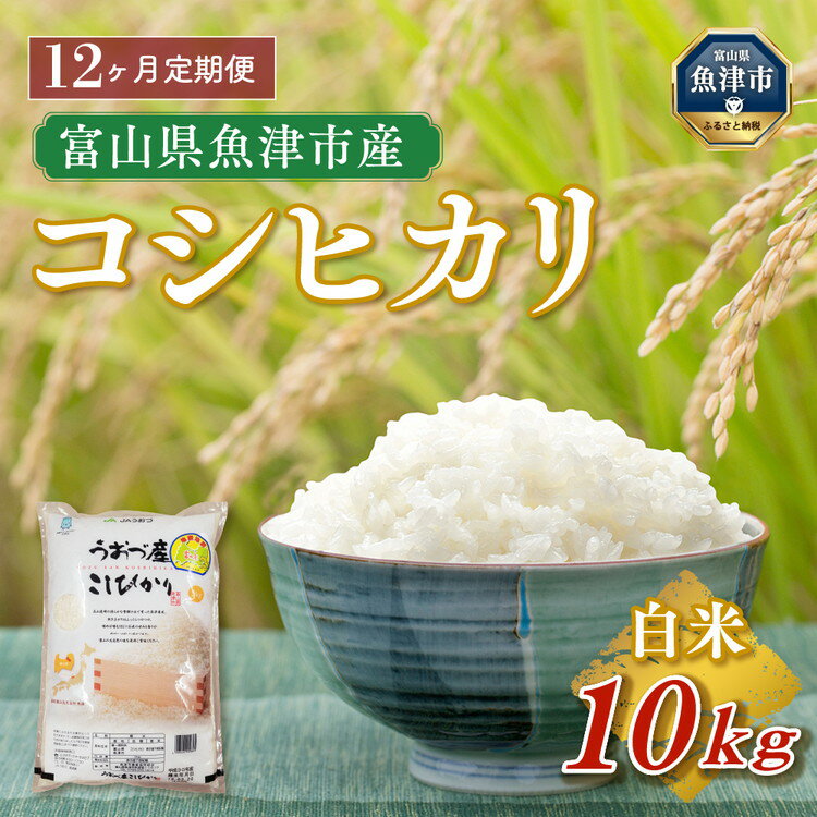 【ふるさと納税】定期便 米 10kg (5kg×2袋) 12ヶ月 コシヒカリ 富山 魚津産 こめ コメ お米 おこめ 白米 精米 12回 お楽しみ　【定期便・ こしひかり 】