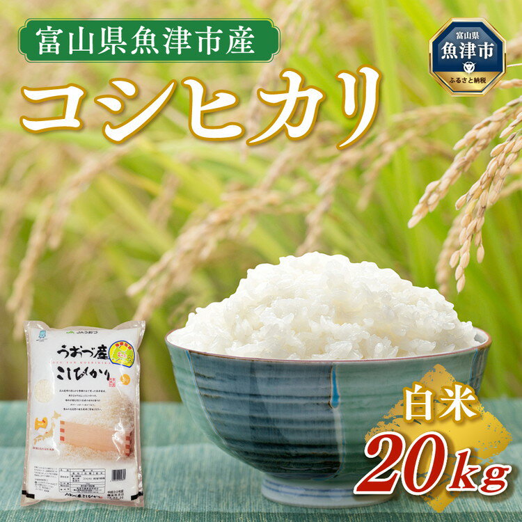 【ふるさと納税】米 コシヒカリ 20kg (5kg×4袋) 魚津産米 富山 こめ コメ お米 おこめ 白米 精米　【 こしひかり 】