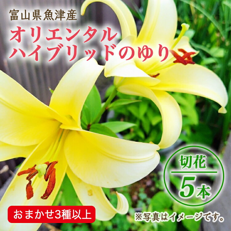 [早期予約]長引野丘陵 花の里 オリエンタルハイブリッド|ゆり 切花 ※北海道・沖縄・離島への配送不可 ※2025年6月下旬〜7月中旬頃に順次発送予定