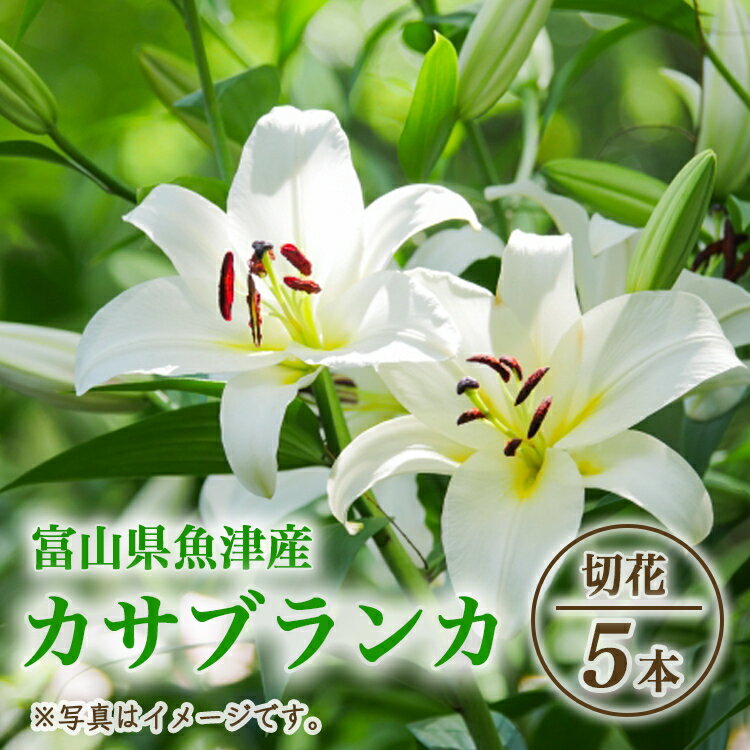 [早期予約]長引野丘陵 花の里 カサブランカ|ゆり 切花 ※北海道・沖縄・離島への配送不可 ※2025年6月下旬〜7月中旬頃に順次発送予定