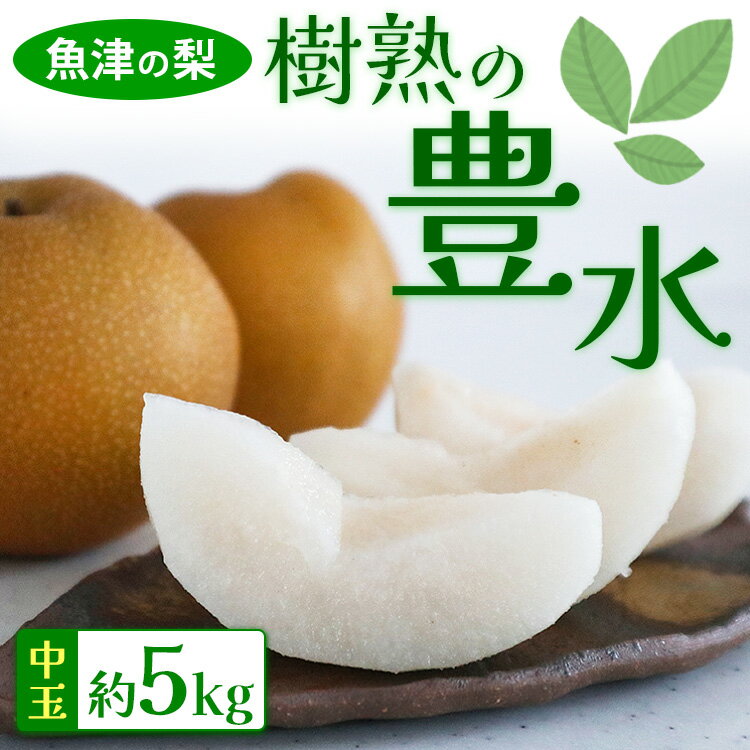 【ふるさと納税】【早期予約】魚津の梨「樹熟の豊水」約5kg（中玉）｜フルーツ ナシ なし 富山県魚津市 ※北海道・沖縄・離島への配送不可 ※2024年9月中旬～9月下旬頃に順次発送予定のサムネイル