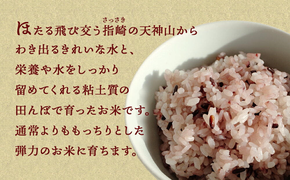 【ふるさと納税】令和5年産 富山県産 古代米（黒米） 紫紅米 300g | 富山県 氷見 米 古代米 ポスト投函