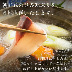 【ふるさと納税】【丸々1本】ひみ寒ぶり＜まるごと1本＞※配送エリア限定※ 氷見 寒鰤 ブリ 富山湾 寒ブリ 画像2