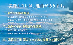 【ふるさと納税】【朝どれ！産地直送定期便】 発送時期が選べる お刺身 セット 定期便 3ヶ月連続お届け 富山県 氷見市 刺身 セット 旬の鮮魚 詰め合わせ 富山湾 海の幸 魚介類 鮮魚 お魚 刺し身 さしみ･･･ 画像2