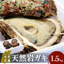 【ふるさと納税】【冷蔵便】 生食可能! 氷見産 天然岩ガキ 1.5kg(3~5個入) 富山県 氷見市 牡蠣 カキ 岩牡蠣 天然 期間限定 冷蔵 生牡蠣 大粒 生食できる 手のひらサイズ
