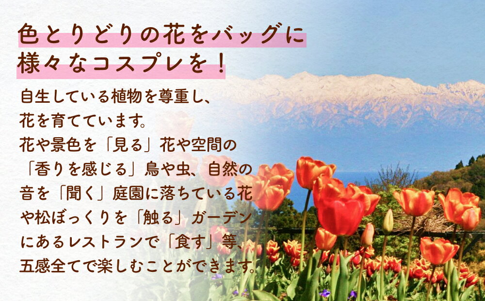 【ふるさと納税】あいやまガーデン入場券 + コスプレ控室つき（ 大人 2枚 または 4枚 ） 富山県 氷見市 入場券 ペア 花 ガーデン コス 体験