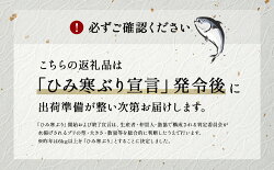 【ふるさと納税】【先行予約】ひみ寒ぶり朝どれ1本＜三枚おろし＞（神経抜〆8～10kg） 富山湾 寒ブリ 鰤 氷見 国産 寒鰤 画像1