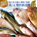 4位! 口コミ数「0件」評価「0」【4回定期便】氷見港朝獲れ高級魚！丸っと贅沢直送便！　船上氷上締め　神経〆処理 富山 氷見 直送 詰め合わせ 定期便 鮮魚ボックス