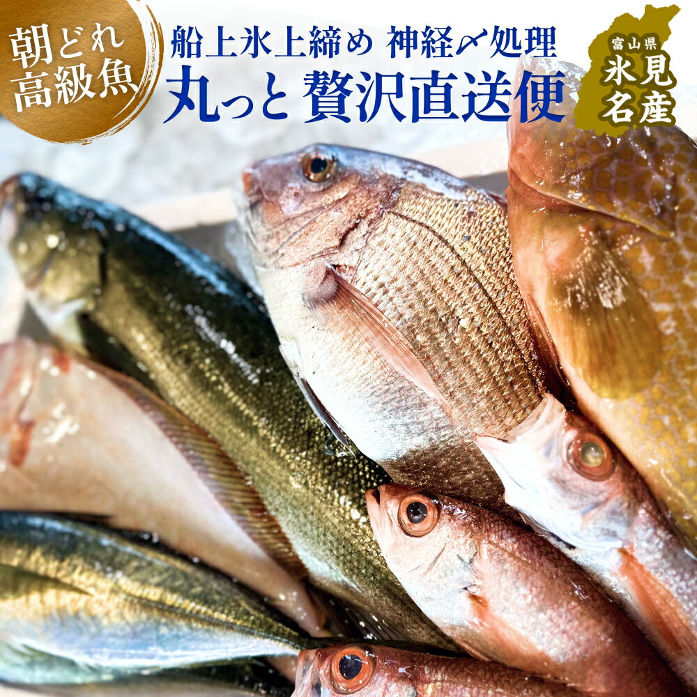 4位! 口コミ数「0件」評価「0」氷見港朝獲れ高級魚！丸っと贅沢直送便！　船上氷上締め　神経〆処理 富山 氷見 直送 詰め合わせ 鮮魚ボックス