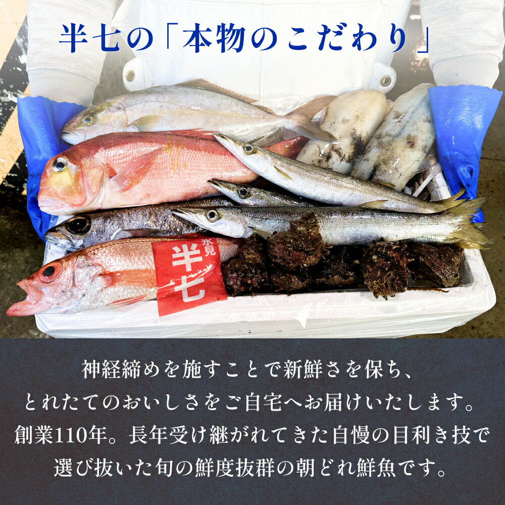 【ふるさと納税】氷見港朝獲れ高級魚！丸っと贅沢直送便！　船上氷上締め　神経〆処理 富山 氷見 直送 詰め合わせ 鮮魚ボックス 3