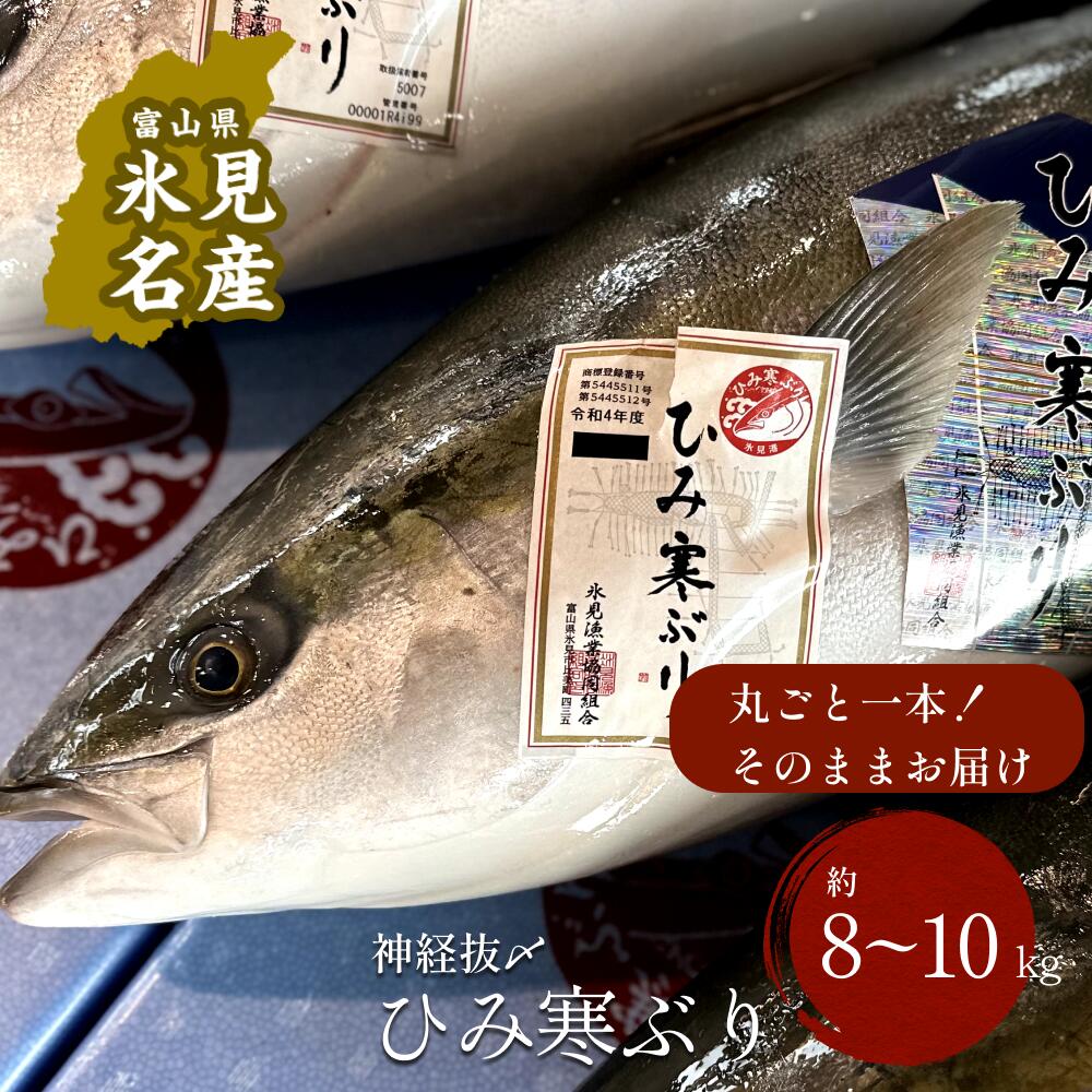 【ふるさと納税】【先行予約】ひみ寒ぶり朝どれ1本 ＜一本丸ごと＞（神経抜〆8～10kg） 富山湾 寒ブリ 鰤 氷見 国産 寒鰤