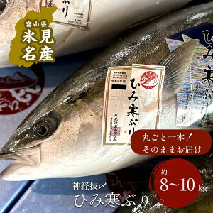 【ふるさと納税】 【先行予約】 ひみ寒ぶり朝どれ1本 <一本丸ごと>(神経抜〆8~10kg) |富山湾 氷見 氷見漁港 能登 寒ブリ 1本 天然鰤 天然 鮮魚 ブリ 産地直送 期間限定