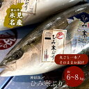 【ふるさと納税】【先行予約】ひみ寒ぶり朝どれ1本 ＜一本丸ごと＞（神経抜〆6～8kg） 富山湾 寒ブリ 鰤 氷見 国産 寒鰤