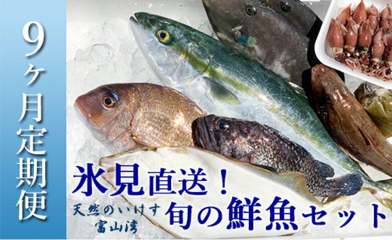 〈9ヶ月定期便〉天然のいけす 富山湾 氷見漁港直送！ 旬の鮮魚セット※配送地域限定 富山 氷見 直送 詰め合わせ 定期便 鮮魚ボックス