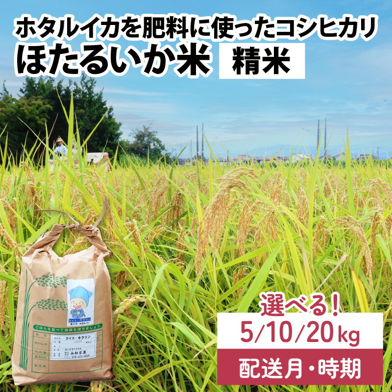 [訳あり]ほたるいか米(精米)選べる容量(5kg/10kg/20kg)選べる配送時期(1月〜9月※各月上旬/中旬/下旬)[通年発送] / 農家直送 訳あり お米 おこめ こしひかり コシヒカリ ホタルイカ 蛍烏賊 富山県 滑川市 オリジナル米 国産 送料無料