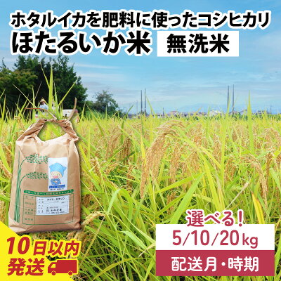楽天ふるさと納税　【ふるさと納税】【訳あり】ほたるいか米（無洗米）選べる容量（5kg／10kg／20kg）選べる配送時期（1月～9月※各月上旬／中旬／下旬）【通年発送】 / 農家直送 訳あり お米 おこめ こしひかり コシヒカリ ホタルイカ 蛍烏賊 富山県 滑川市 オリジナル米 国産 送料無料