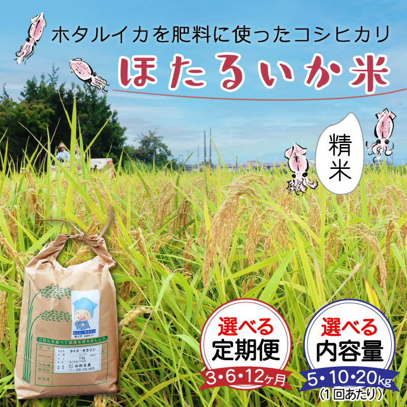 【ふるさと納税】【先行予約 新米 25年10月開始】米 定期便 コシヒカリ ほたるいか米（精米）選べる定期便（3ヶ月／6ヶ月／12ヶ月）選べる1回あたりの内容量（5kg／10kg／20kg） / 農家直送 お米 おこめ こしひかり ホタルイカ 富山県 滑川市 コンシェルジュ 頒布会 訳あり