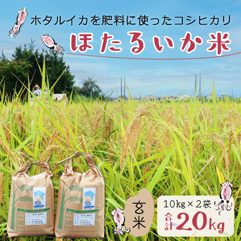 【ふるさと納税】【訳あり】ほたるいか米（玄米20kg）【通年発送】 / 農家直送 訳あり お米 おこめ こしひかり コシヒカリ ホタルイカ 蛍烏賊 富山県 滑川市 オリジナル米 国産 送料無料