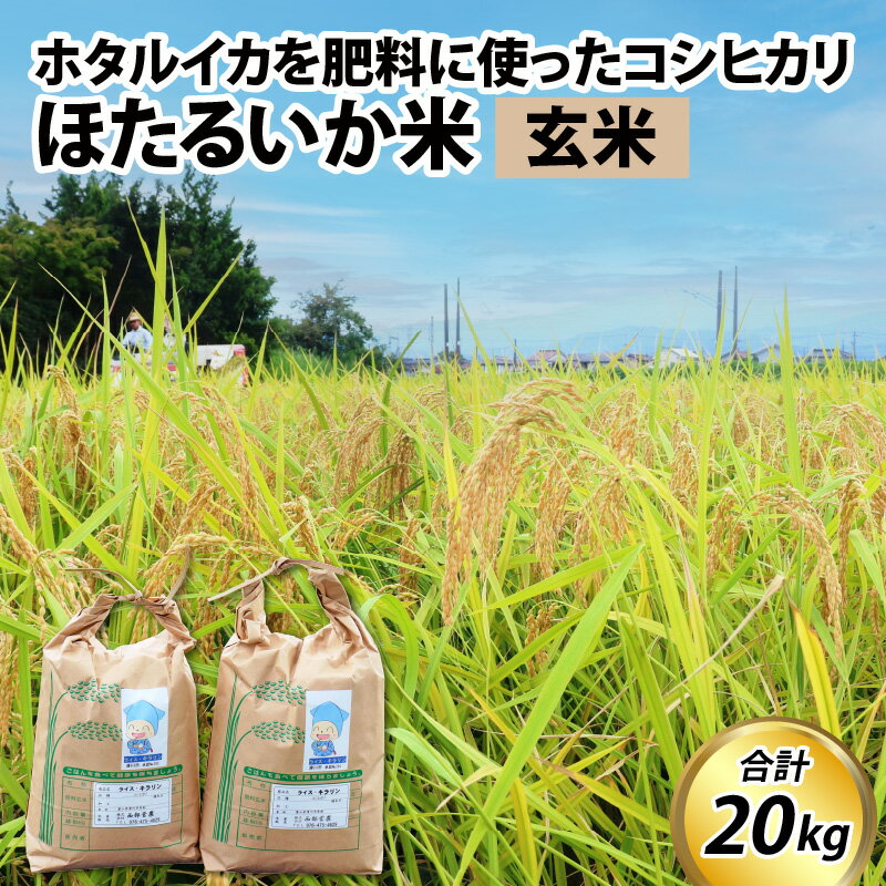 【ふるさと納税】【訳あり】ほたるいか米（玄米20kg）【通年発送】 / 農家直送 訳あり お米 おこめ こしひかり コシヒカリ ホタルイカ 蛍烏賊 富山県 滑川市 オリジナル米 国産 送料無料