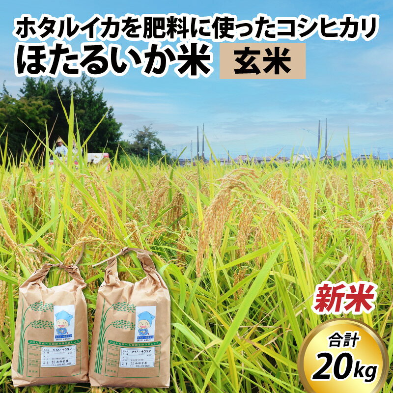 【ふるさと納税】【先行予約】【新米】ほたるいか米（新米/玄米20kg）【令和5年10月以降発送開始予定】 / 農家直送 訳あり お米 おこめ こしひかり コシヒカリ ホタルイカ 蛍烏賊 富山県 滑川市 オリジナル米 国産 送料無料