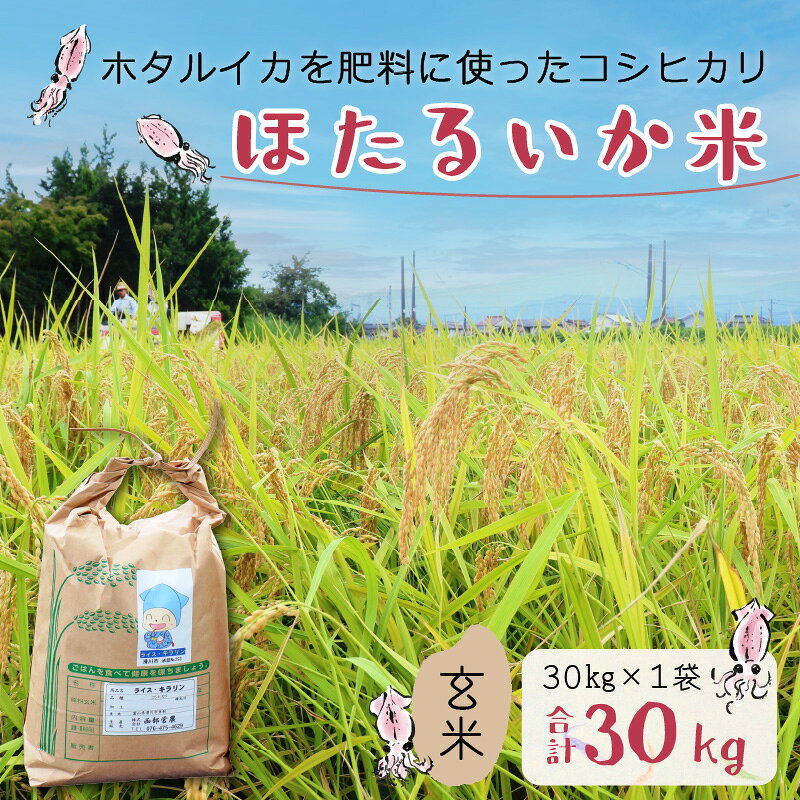 【ふるさと納税】【訳あり】ほたるいか米（玄米30kg）【通年発送】/米 お米 おこめ 白米 こしひかり コシヒカリ 精米 ホタルイカ 蛍烏賊 いか イカ 富山県 富山 滑川市産 オリジナル米 国産 送料無料