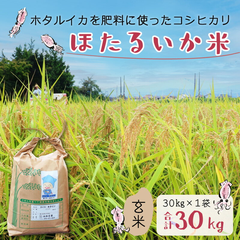 【ふるさと納税】【先行予約】【新米】ほたるいか米（新米/玄米30kg）【令和5年10月以降発送開始予定】 / 農家直送 訳あり お米 おこめ こしひかり コシヒカリ ホタルイカ 蛍烏賊 富山県 滑川市 オリジナル米 国産 送料無料