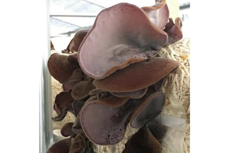 【ふるさと納税】おばあちゃんの生きくらげの佃煮 70g/くろべの太陽/富山県 黒部市 つくだに 加工食品 　お届け：※寄附申込がお盆・連休前後の場合や寄附申込が集中した場合は、お届けまでお待たせすることがございます。 f162078-kurobe-10000517 富山県黒部市 サンプル画像3