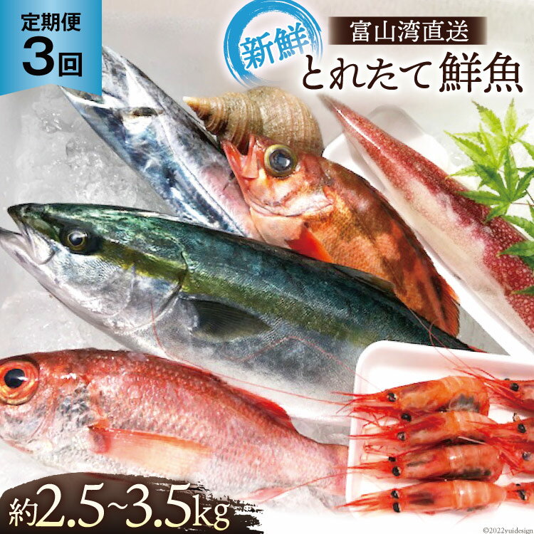 【ふるさと納税】定期便 魚 富山湾直送 とれたて鮮魚セット 約2.5~3.5kg×3回 旬 新鮮 鮮魚 詰め合わせ 産地直送 冷蔵 / くろべ漁業協同組合 魚の駅「生地」/ 富山県 黒部市 地魚 お楽しみ 魚介 魚介類