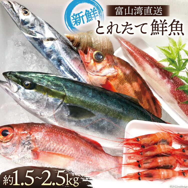 魚 富山湾直送 とれたて鮮魚セット 約1.5～2.5kg 旬 新鮮 鮮魚 詰め合わせ 産地直送 冷蔵/くろべ漁業協同組合 魚の駅「生地」/富山県 黒部市　【 海鮮 魚介類 魚介 セット 】