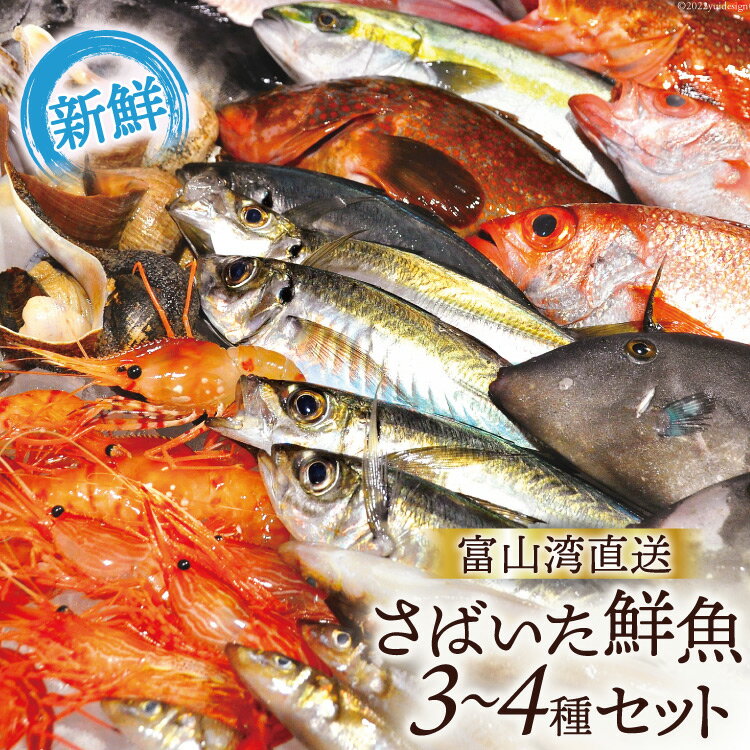 魚 富山湾直送 さばいた鮮魚セット 3〜4種 旬 新鮮 鮮魚 刺身 詰め合わせ 産地直送 冷蔵/くろべ漁業協同組合 魚の駅「生地」/富山県 黒部市 [ 海鮮 魚介類 魚介 セット ]