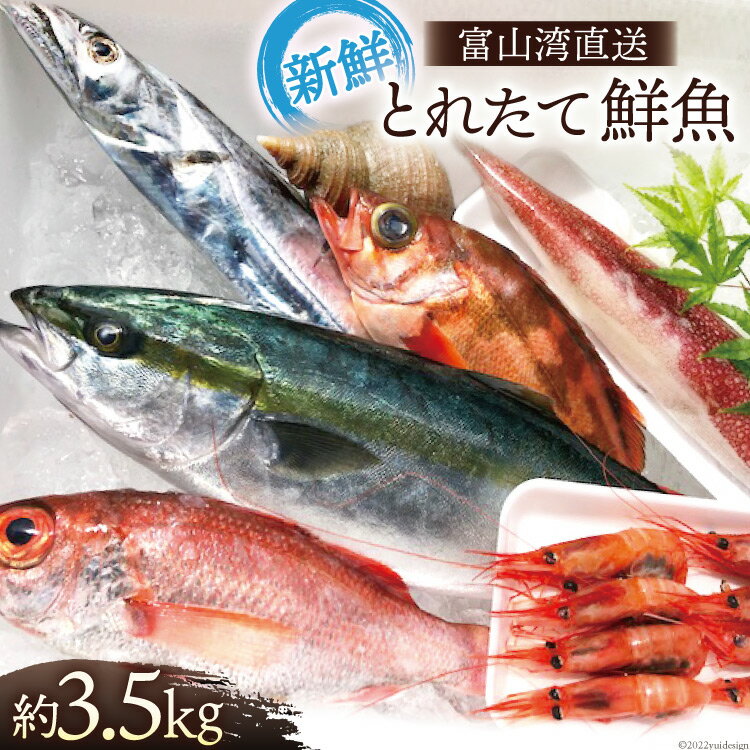 魚 富山湾直送 とれたて鮮魚セット 約3.5kg 旬 新鮮 鮮魚 詰め合わせ 産地直送 冷蔵/くろべ漁業協同組合 魚の駅「生地」/富山県 黒部市　【 海鮮 魚介類 魚介 セット 】