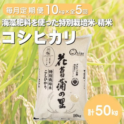 ڤդ뤵Ǽǡۡء̺ƥҥ(־ԳΤ)()10kg54075016