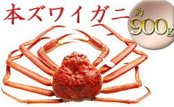 【ふるさと納税】【特選】本ズワイガニ約900g（安吉タグ付き）【安吉水産】　【ずわい蟹・ずわいガニ・ズワイガニ】　お届け：2022年11月7日から2023年3月15日※発送まで1か月以上かかる場合があります。･･･ 画像1