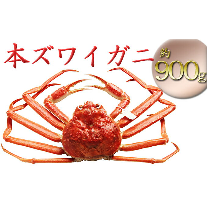 【ふるさと納税】【特選】本ズワイガニ約900g（安吉タグ付き）【安吉水産】　【ずわい蟹・ずわいガニ・ズワイガニ】　お届け：2022年11月7日から2023年3月15日※発送まで1か月以上かかる場合があります。･･･